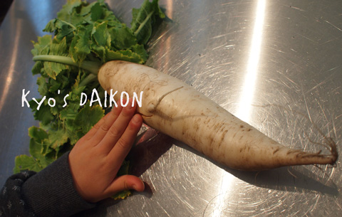 100129_daikon